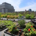 Urban Gardening: Tren Berkebun Di Tengah Kota