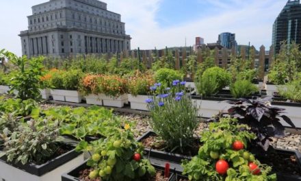 Urban Gardening: Tren Berkebun Di Tengah Kota
